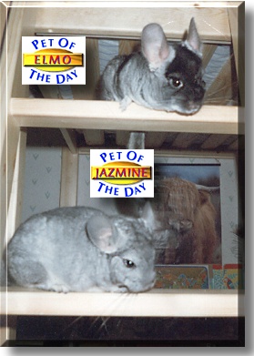 Elmo and Jazmine, the Pets of the Day