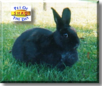 Shaquitta, the Pet of the Day