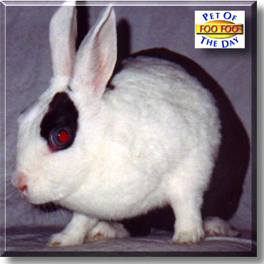 Foo Foo, the Pet of the Day