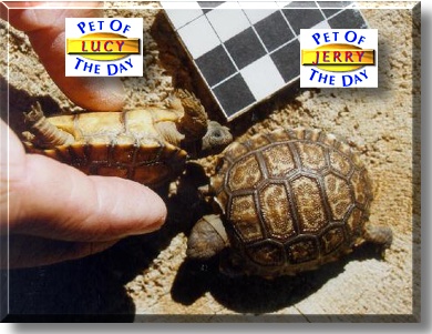 Jerry (Chato) and Lucy, the Pets of the Day