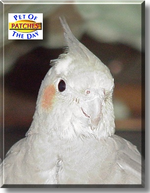 Patches, the Pet of the Day