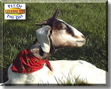 General Lee, the Pet of the Day
