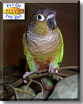 Peevie, the Pet of the Day