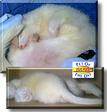 Julius, the Pet of the Day