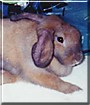 Basil