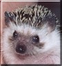 Spike