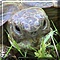 Pet of the Day