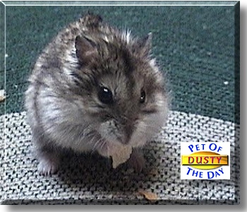 Dusty, the Pet of the Day