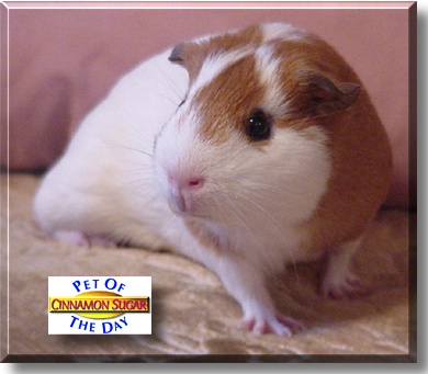 Cinnamon Sugar, the Pet of the Day