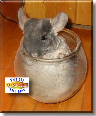 Chesternut, the Pet of the Day