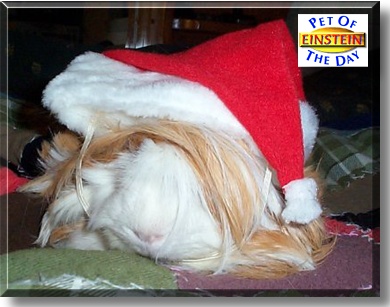 Einstein, the Pet of the Day