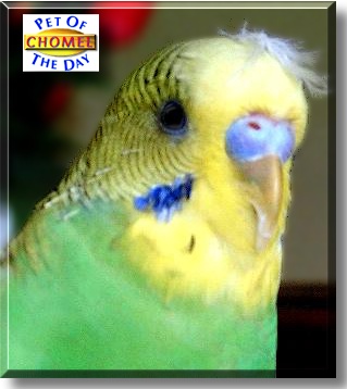 Chomel, the Pet of the Day