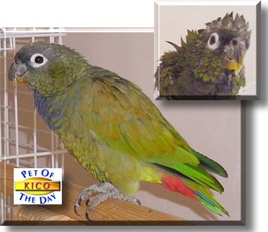 Kico, the Pet of the Day