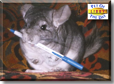 Libby, the Pet of the Day