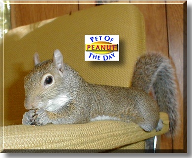Peanut, the Pet of the Day