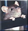 Maggie the Rat
