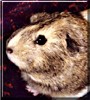 Molly the Guinea Pig