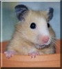 Kalli the Hamster
