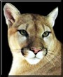 Cindy the Cougar