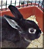 Wiggles the Dwarf Bunny