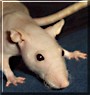 Pinky the Hairless Rat