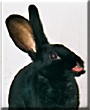 Trulte the Rex Rabbit