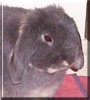 Hamish the Dwarf Lop