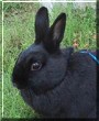 Ihop the Netherland Dwarf