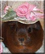 Windy the Golden Agouti