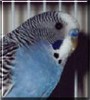 Bailey the Budgie