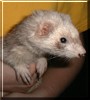 Sally the Ferret