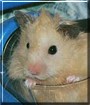 Simba the Teddy Bear Hamster