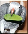 Max the Timneh African Grey Parrot