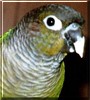 Peewee the Green Cheek Conure