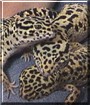 Liz, Al, Guss the Leopard Gecko