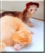 Bandit, Ghost the Ferrets