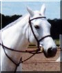 Silver Tide the Thoroughbred