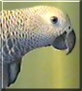 Cassy the African Grey