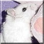 Pearl the Hamster