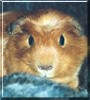 Ella the Guinea Pig