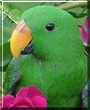 Scooter the Solomon Island Eclectus
