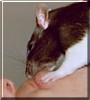Simba the Rat