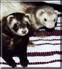 Jada, Mishka the Champagne, Sable Ferret