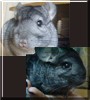 Chanel, Dior the Chinchilla