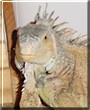 Wigweenie the Green Iguana