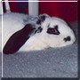 Casper the Norwegian Lop
