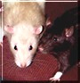 Dallas, Tyler the Jumbo, Fancy Rat