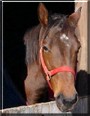 Buster the Thoroughbred