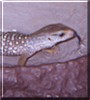 Nairobi the Savannah Monitor