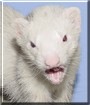 Buster the Ferret